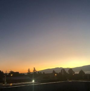 morning glory